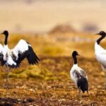 black-necked-cranes-festival-tour