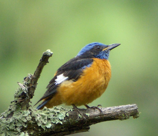 birding-in-Bhutan