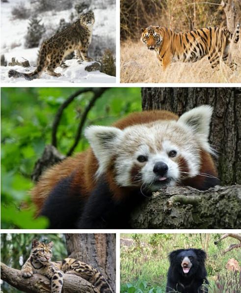 Animals-of-Bhutan