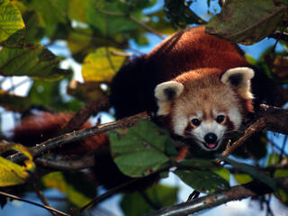 Animals-of-Bhutan-red-panda